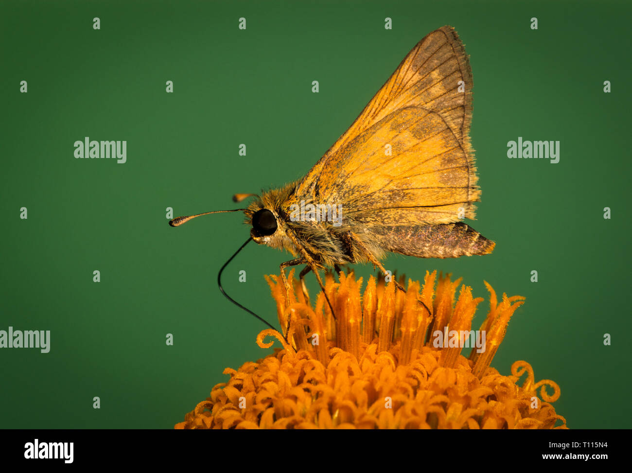 Skipper butterfly (specie indeterminato) nectaring sul messicano di semi di girasole. Foto Stock