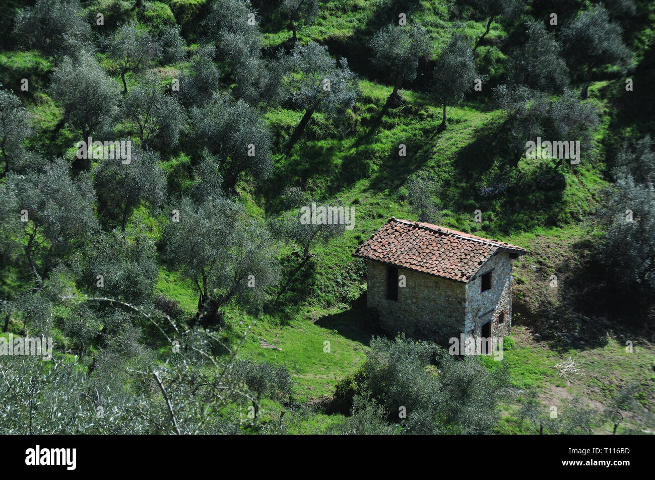 Oliveto di Santa Lucia, una piccola frazione di Camaiore, Toscana, Italia. Foto Stock