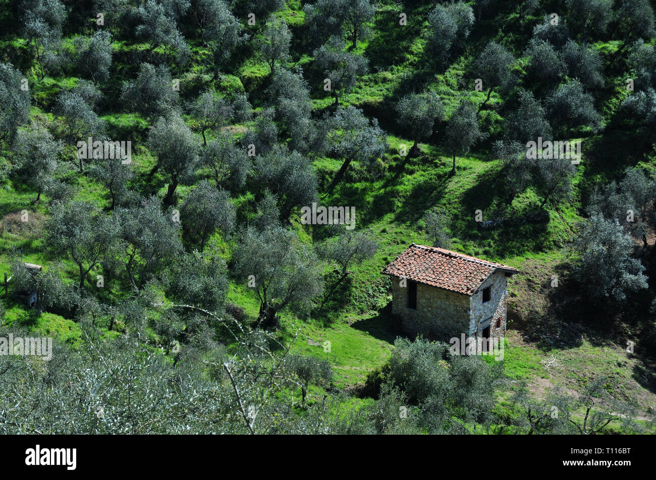Oliveto di Santa Lucia, una piccola frazione di Camaiore, Toscana, Italia. Foto Stock