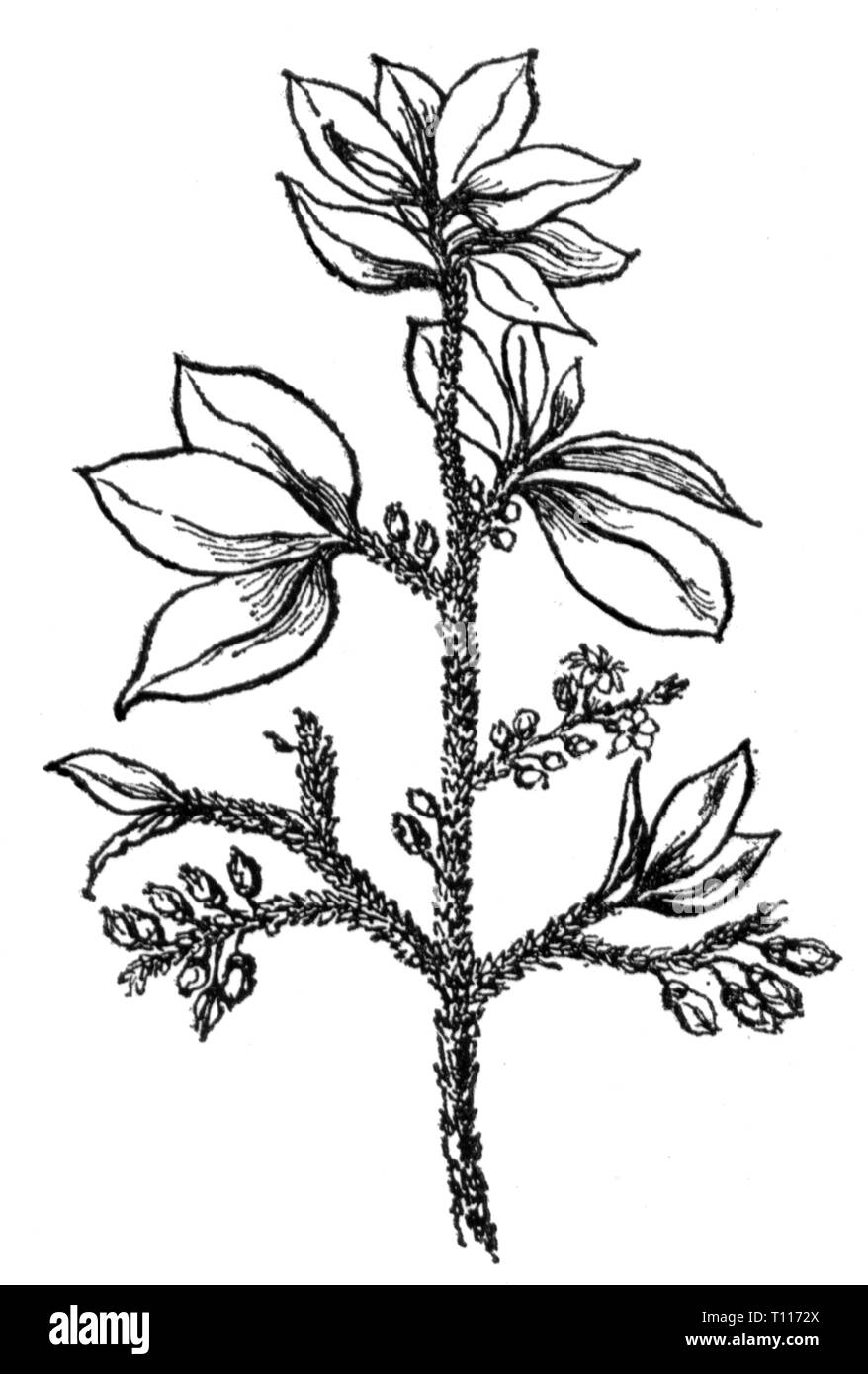 La botanica, Coca, hiscoca bush (Erythroxylum coca), ramo e foglie, disegno del xx secolo, Additional-Rights-Clearance-Info-Not-Available Foto Stock