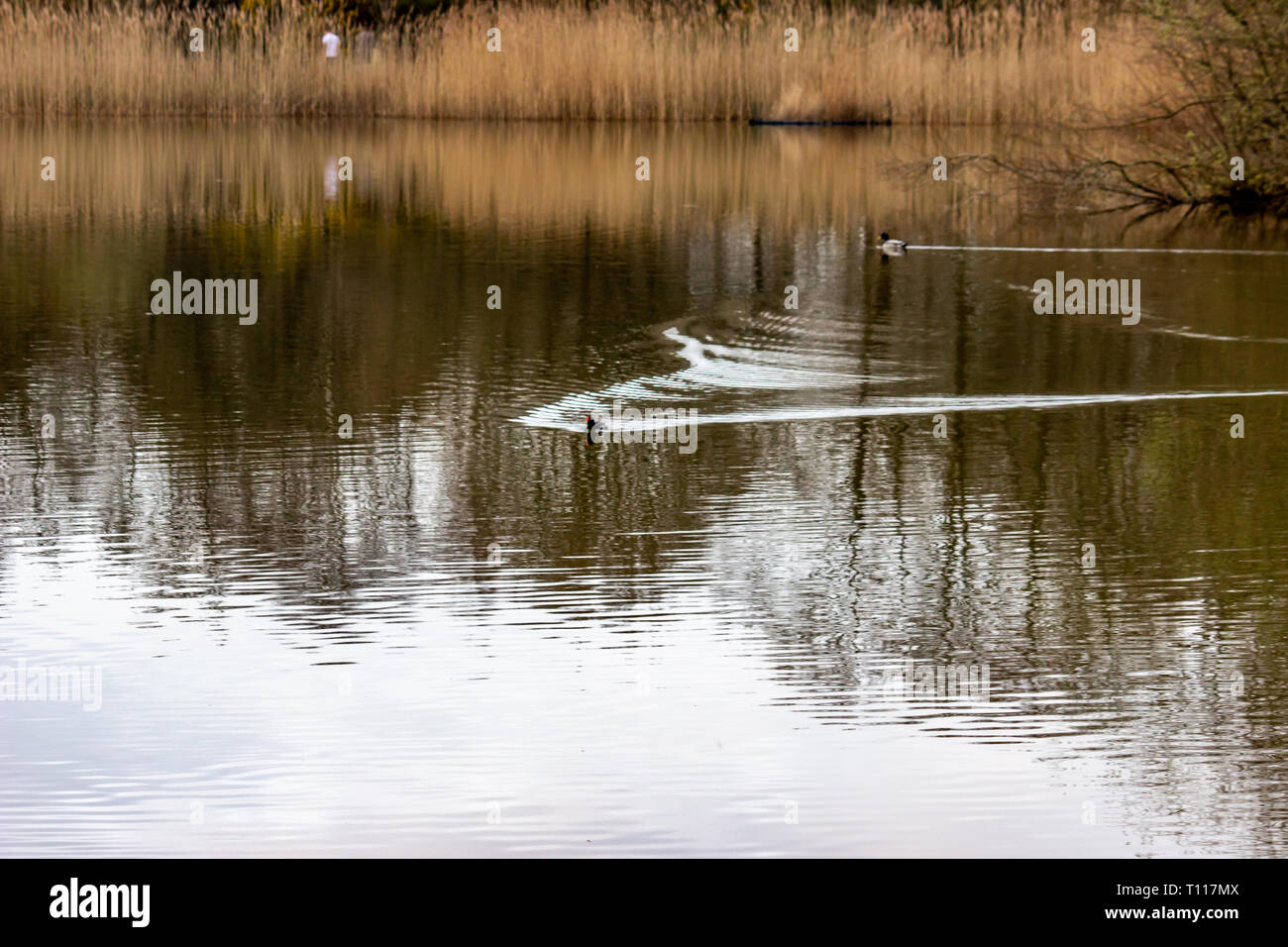 Nice Uk meteo, bella passeggiata nel pomeriggio nel parco pubblico con un piccolo lago chiamato Lindow comune in Wilmslow, Cheshire Foto Stock