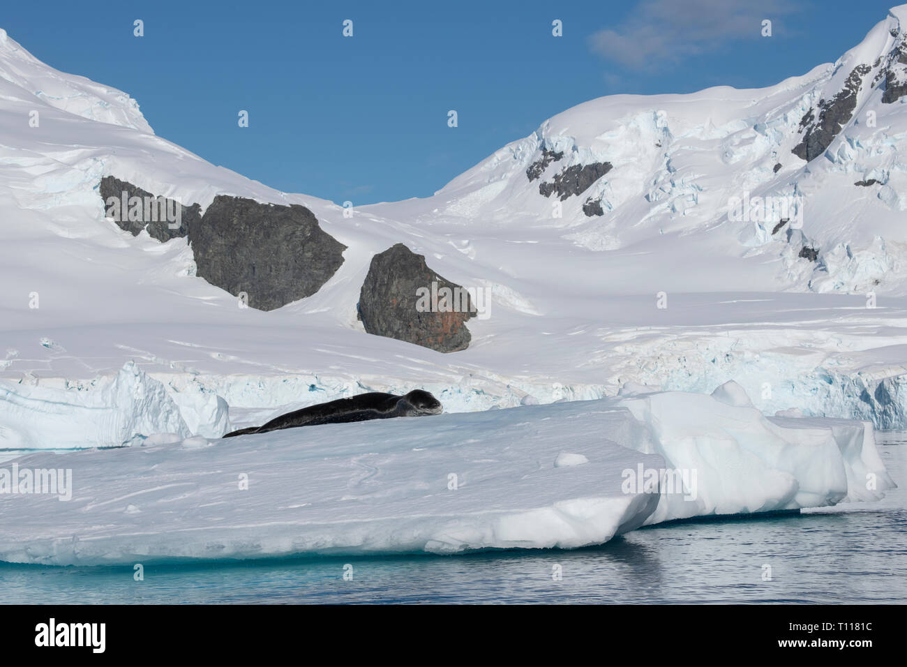 L'Antartide. De Cuverville Island si trova entro il canale Errera tra Ronge Island e la penisola Arctowski. Guarnizione di Leopard su iceberg. Foto Stock