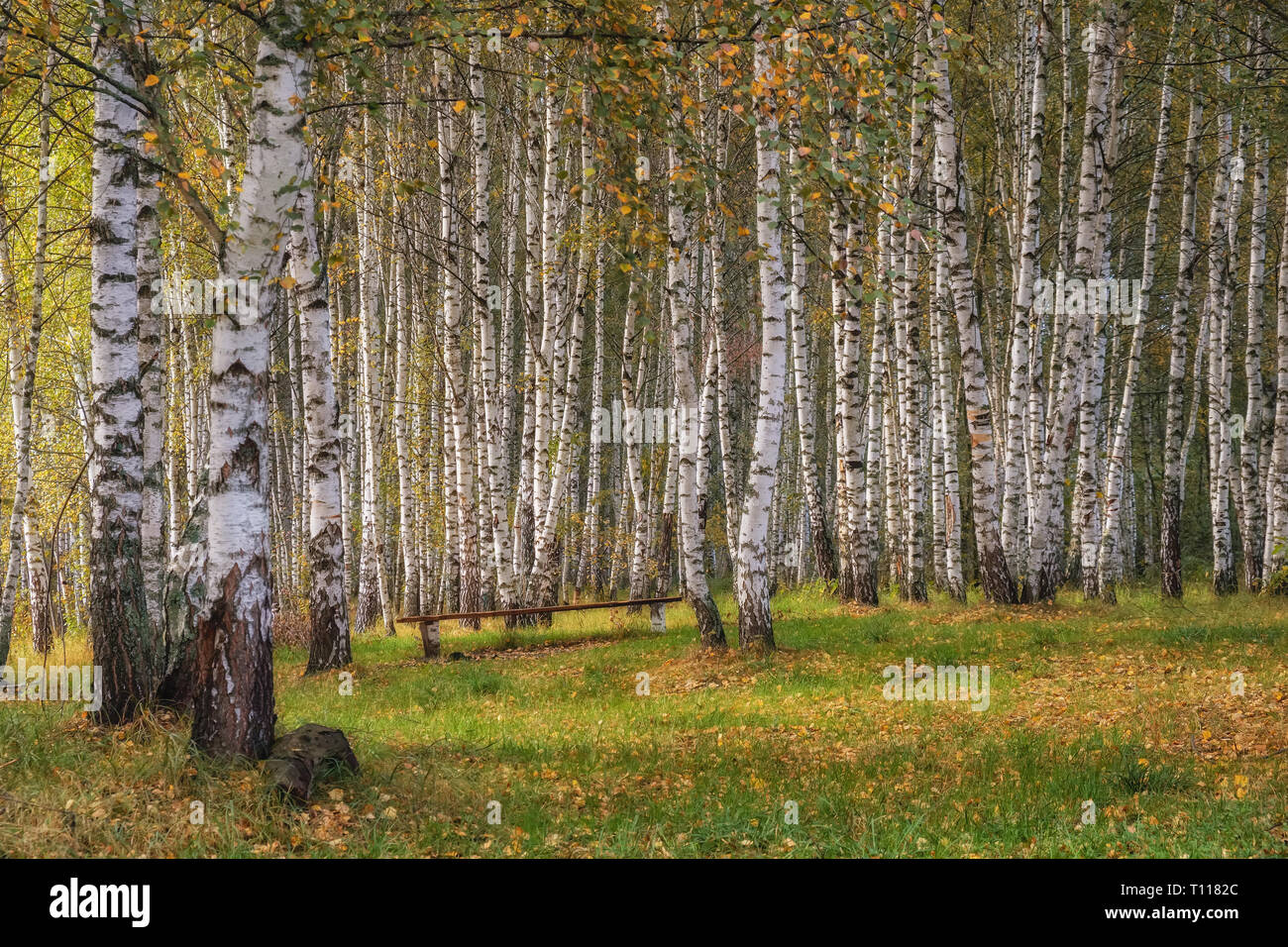 Boschetto di betulle in autunno in una giornata di sole. Foto Stock