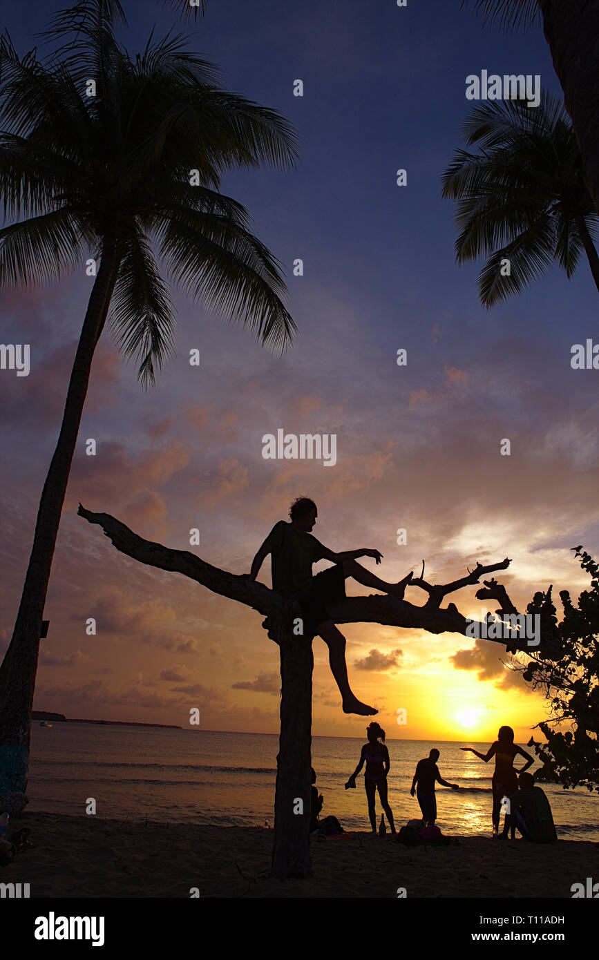 Uomo seduto stop tree guardando il tramonto sulla spiaggia Foto Stock