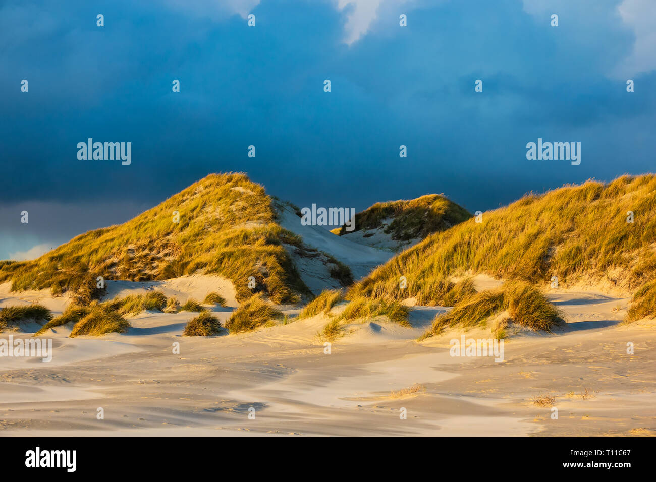 Dune sulla costa del Mare del Nord dell'isola Amrum, Germania. Foto Stock