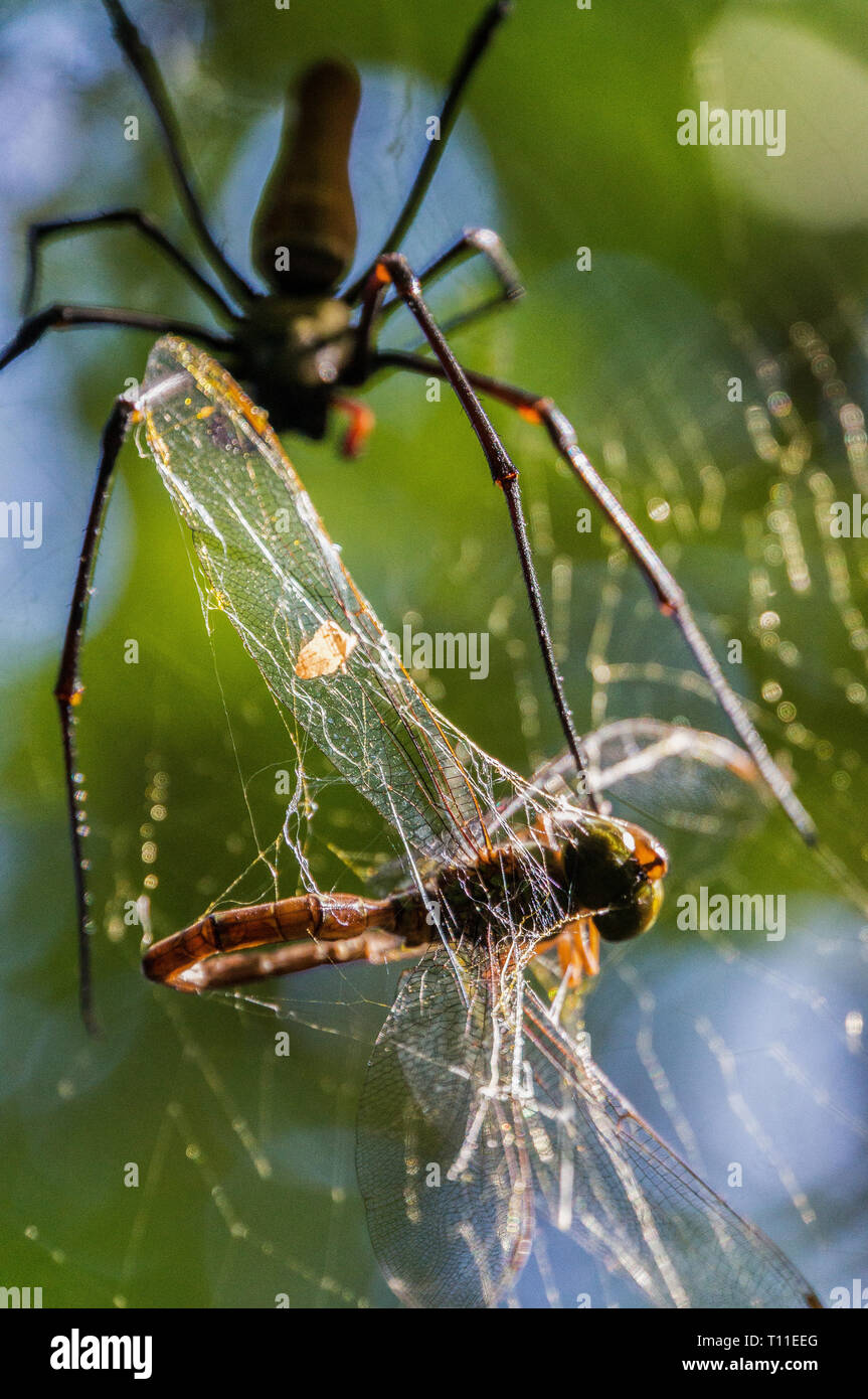 A nord della grande golden orb weaver o gigante golden orb weaver spider Nephila pilipes tipicamente trovati in Asia e in Australia. Si tratta di una specie di ragno Foto Stock