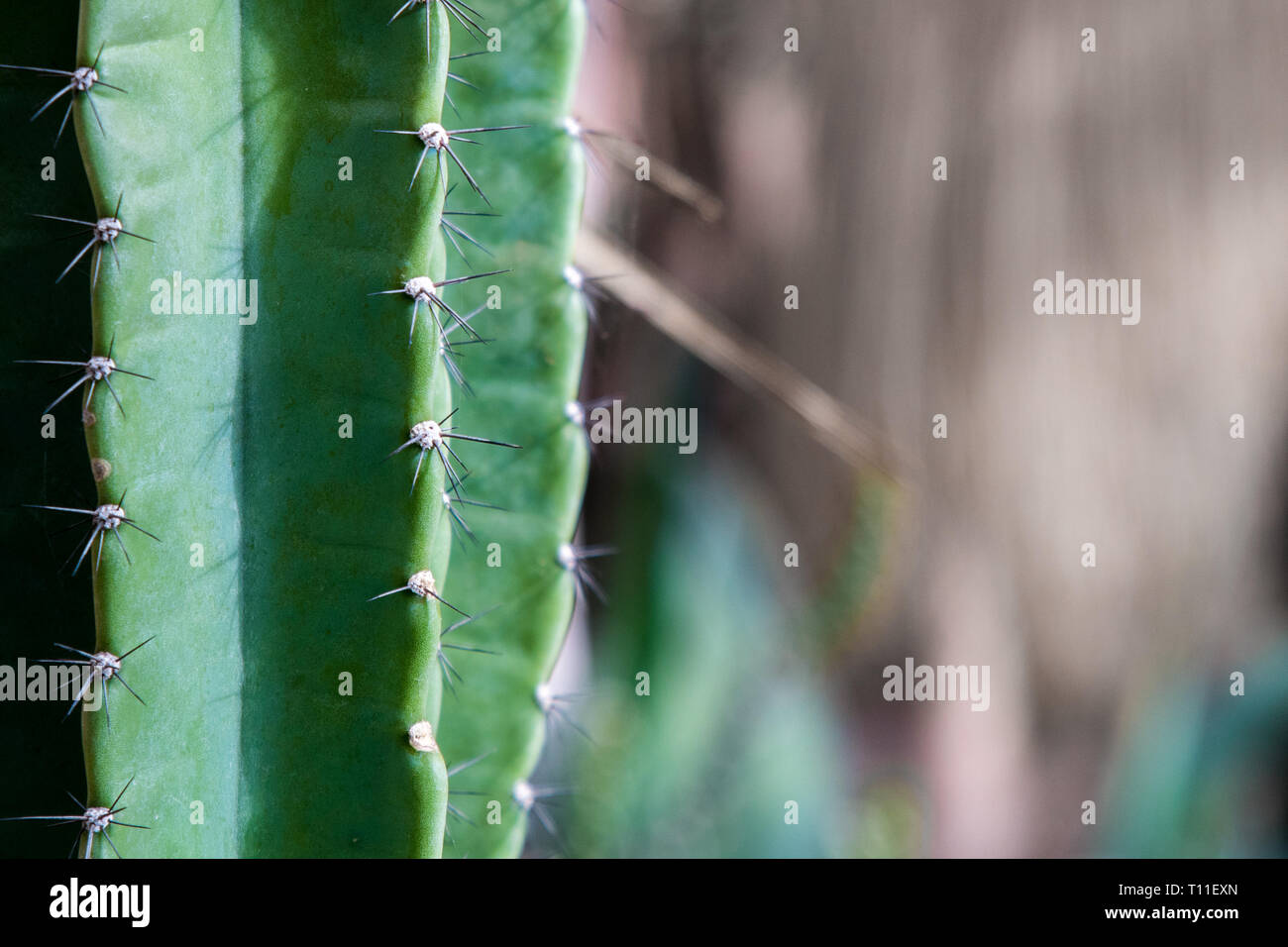 Un cactus alti con un fuori fuoco ghiaia e pietra dello sfondo. I picchi regolari può essere visto in pianta. Foto Stock