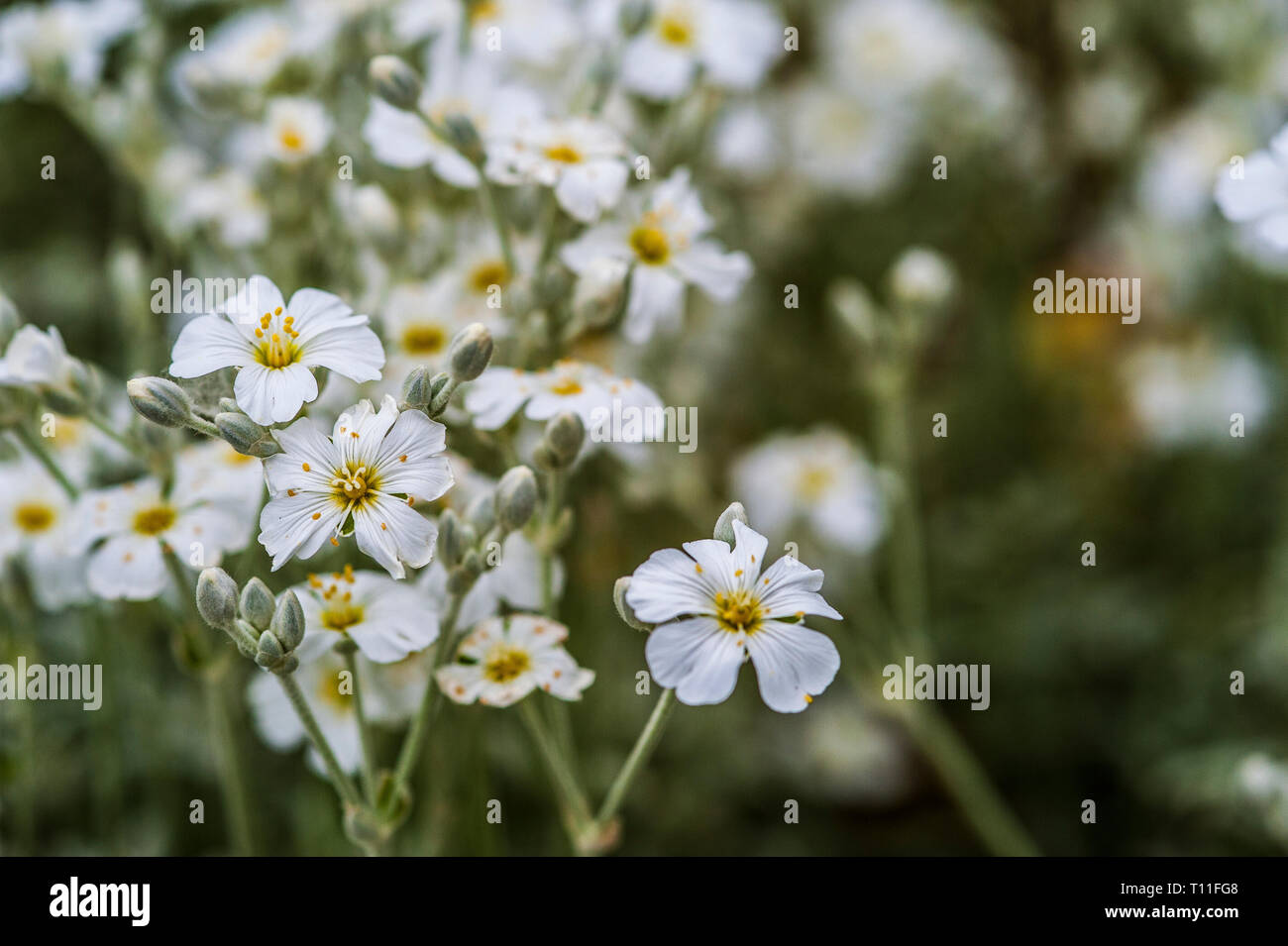 Gruppo di white Cerastium candidissimum, sfondo sfocato, poca profondità di campo Foto Stock