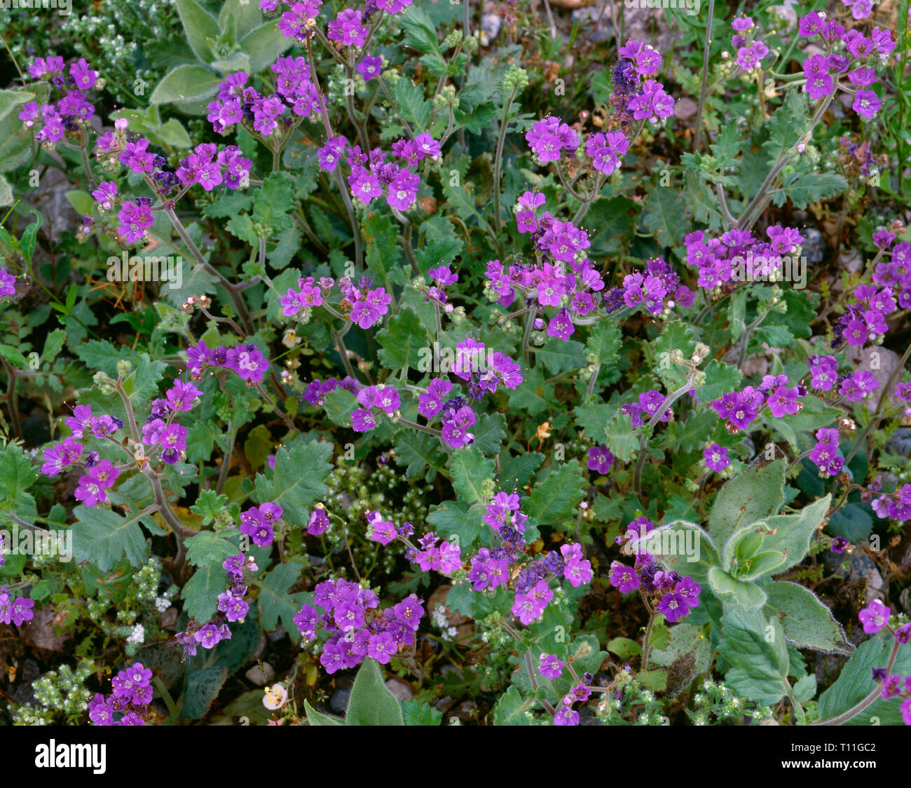 Stati Uniti, California, Parco Nazionale della Valle della Morte, tacca-leaf phacelia (Phacelia crenulata) in fiore nei pressi di Furnace Creek. Foto Stock