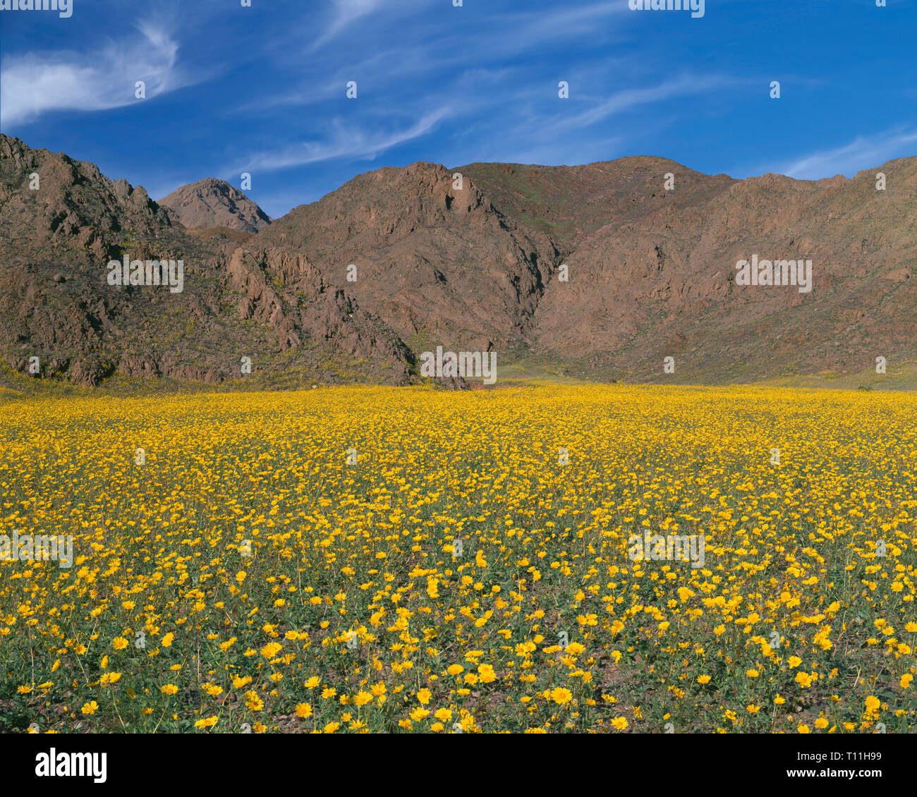 Stati Uniti, California, Parco Nazionale della Valle della Morte, campo di deserto di girasole (Geraea canescens) fiorisce sotto la montagna nera. Foto Stock