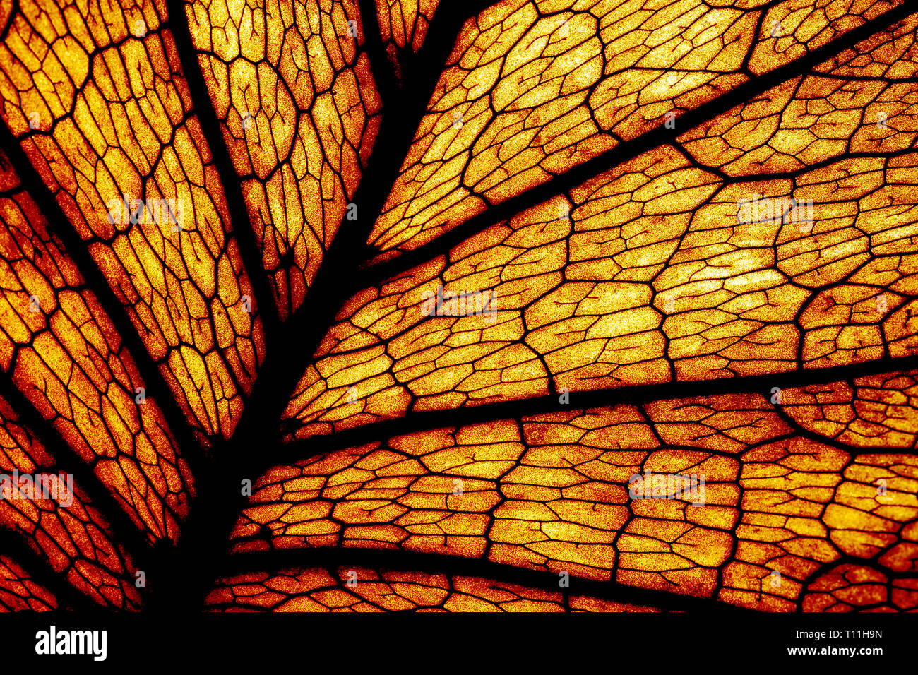 Foglia retroilluminato con texture Foto Stock