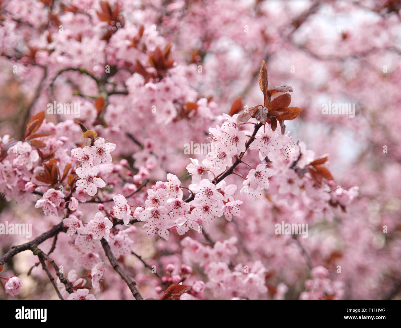 Una chiusura del bellissimo fiore rosa di una simulazione di ciliegio, Prunus cerisifera 'Nigra' in primavera Foto Stock