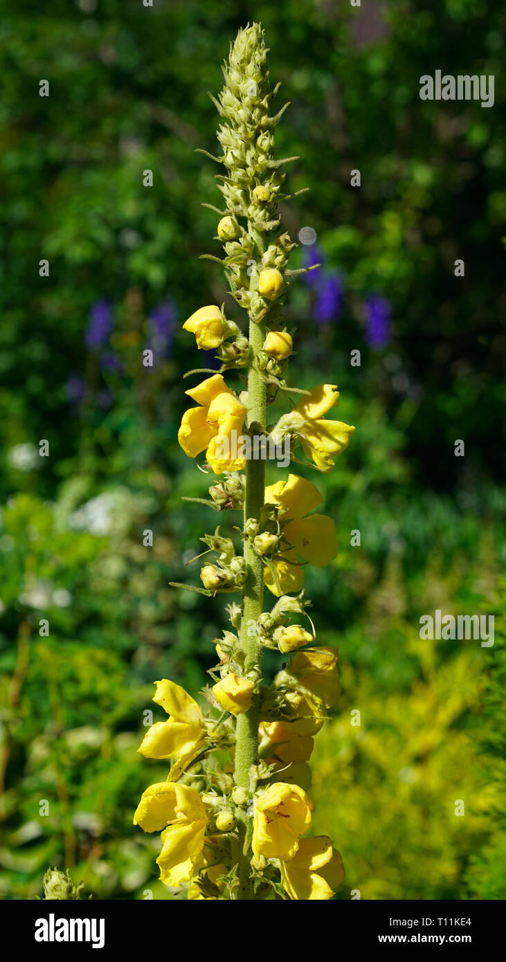 Close up dei fiori di Molène thapsus (grande o mullein mullein comune) Foto Stock