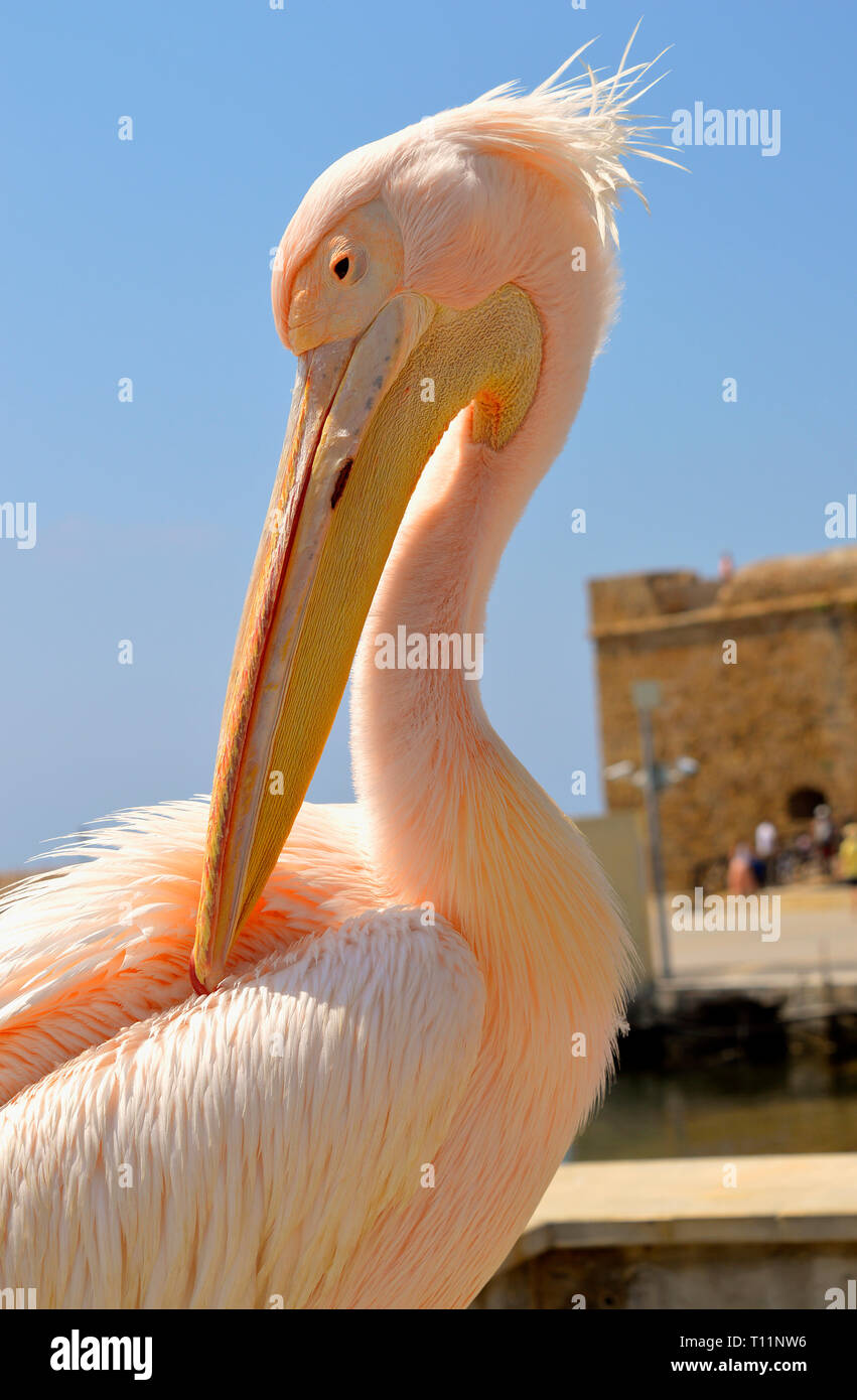 Una rosa pelican è un visitatore regolare al porto di Paphos in Cipro Foto Stock