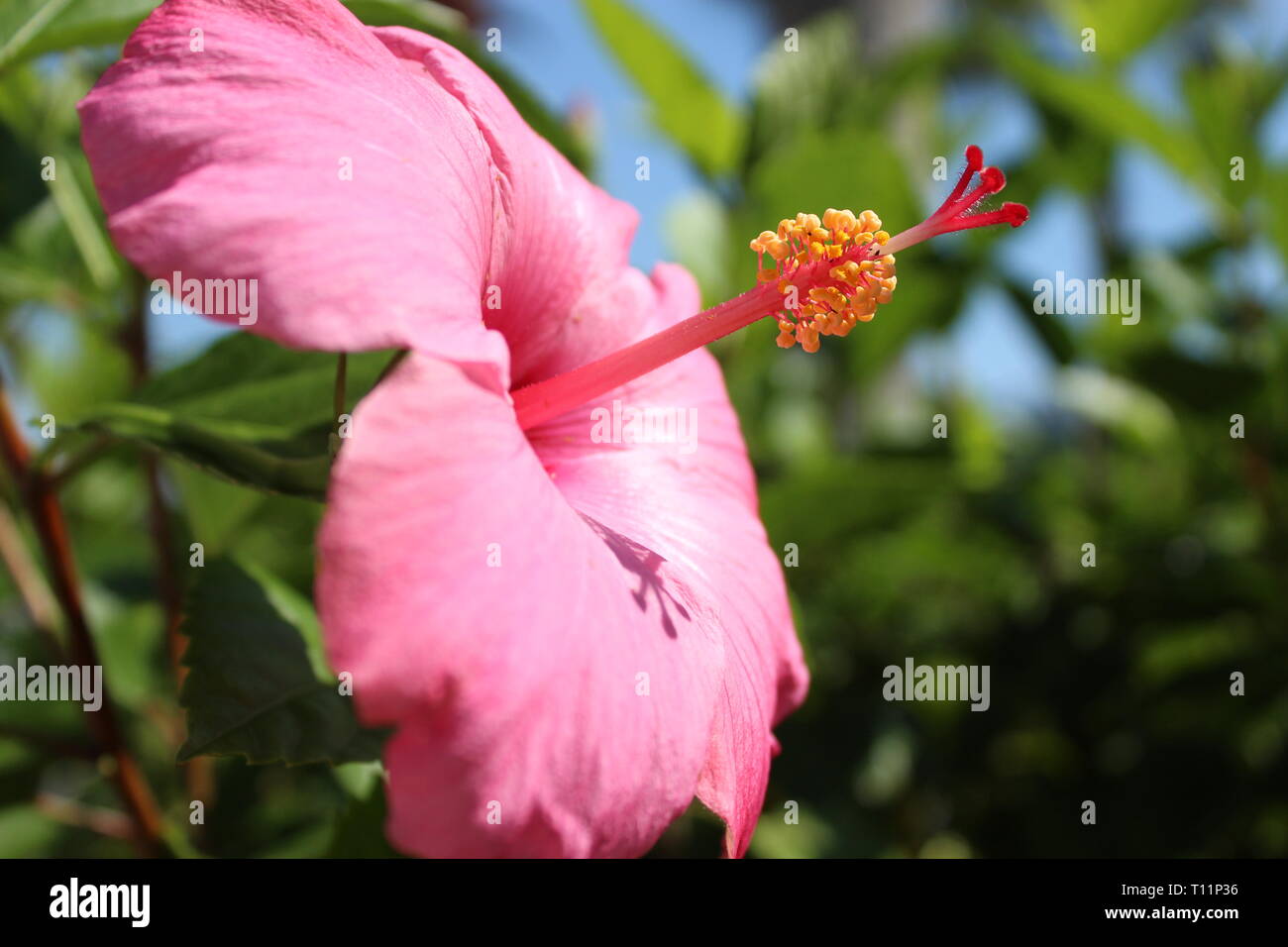 Chiudere l immagine di un ibisco rosa fiore in primavera a Orlando in Florida. Foto Stock