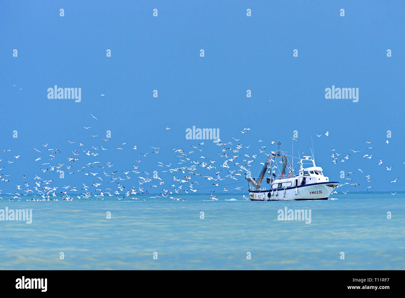 L'Europa, Spagna Estepona. La pesca a strascico di ritorno dal mare frequentato dai gabbiani. Foto Stock