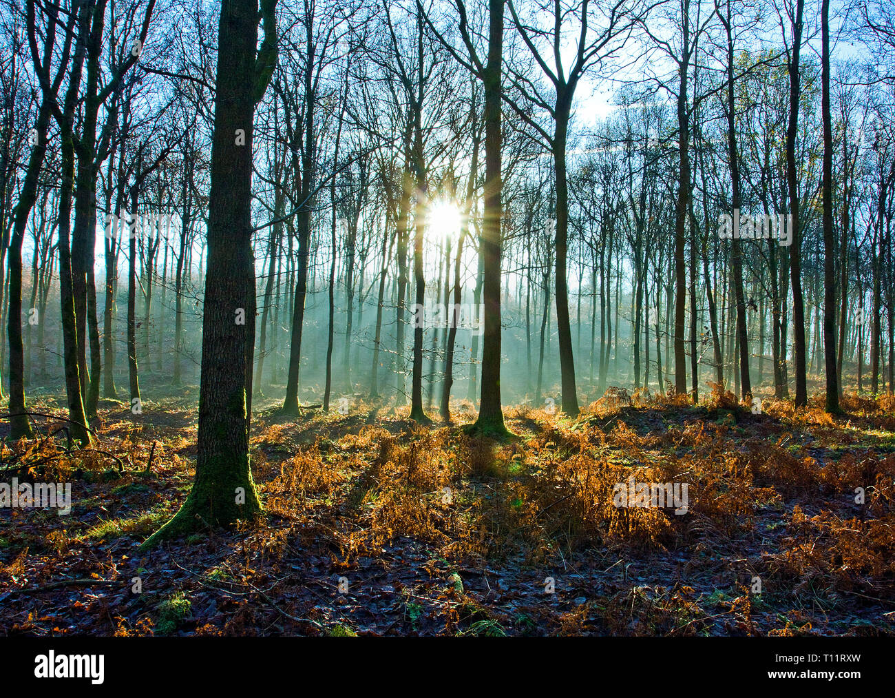 L'Europa, l'Inghilterra, la Foresta di Dean. Sunrise attraverso un freddo misty bosco di querce in inverno. Foto Stock