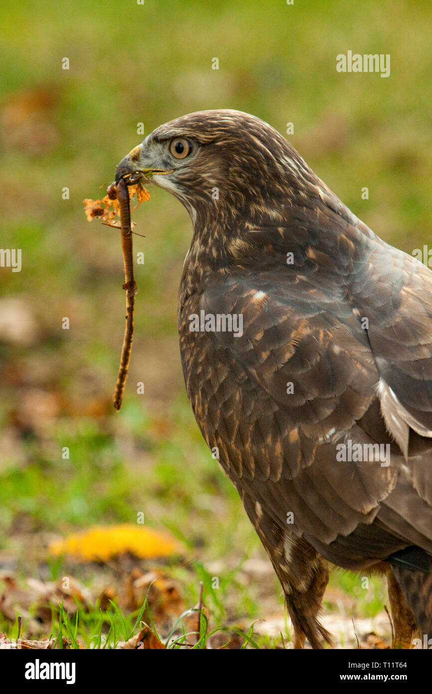 La poiana nel prato con una vite senza fine Foto Stock