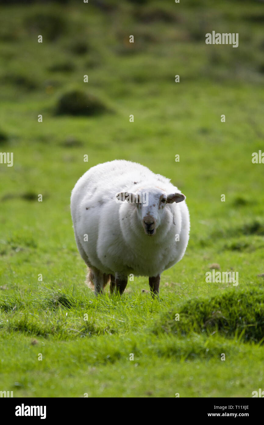 Welsh ovini In Snowdonia Foto Stock