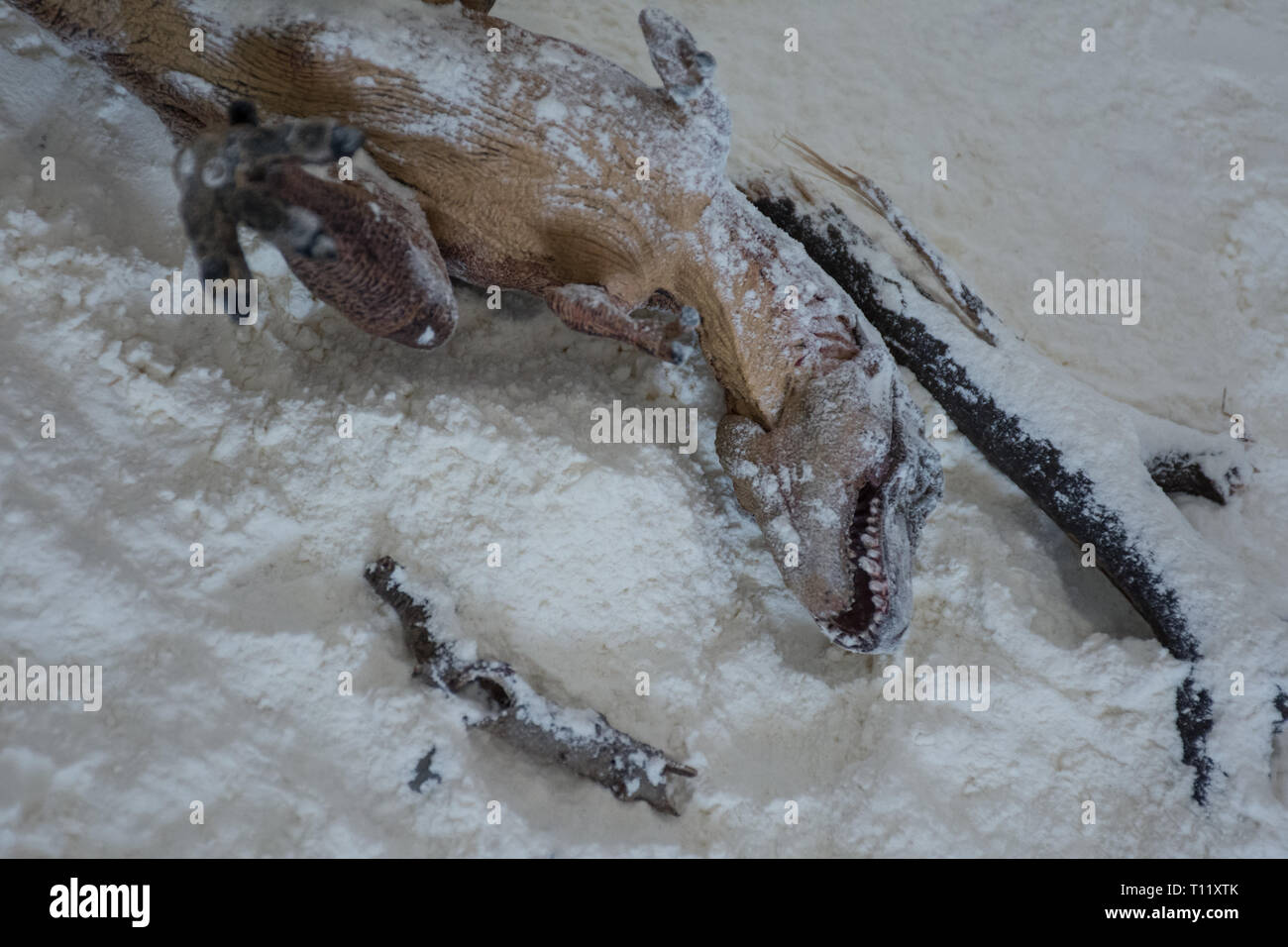 Dead Tyrannosaurus rex sotto la neve in epoca di estinzione Foto Stock