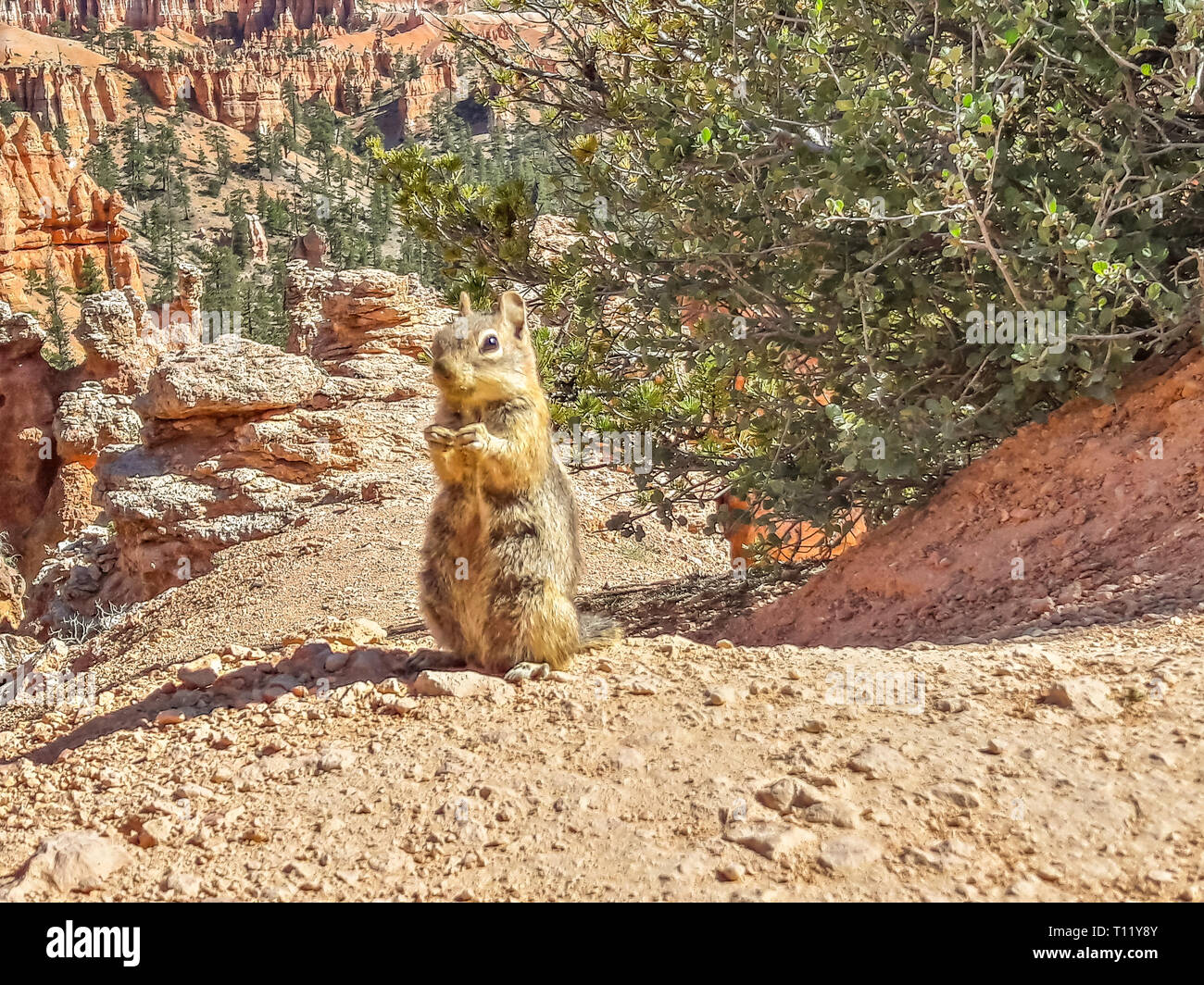 Scoiattolo striado in anfiteatri di Bryce Canyon National Park nello Utah Stati Uniti d'America Foto Stock