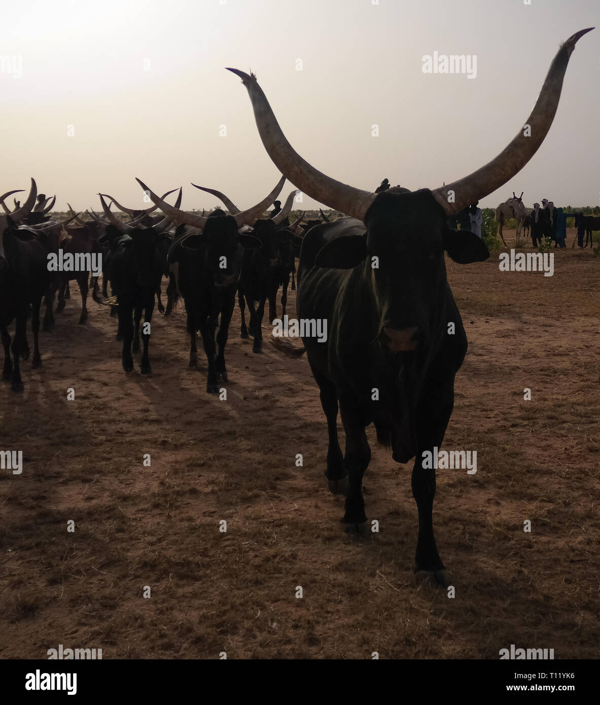 Ritratto di ankole-watusi bighorned bull , InGall village, Agadez, Niger Foto Stock