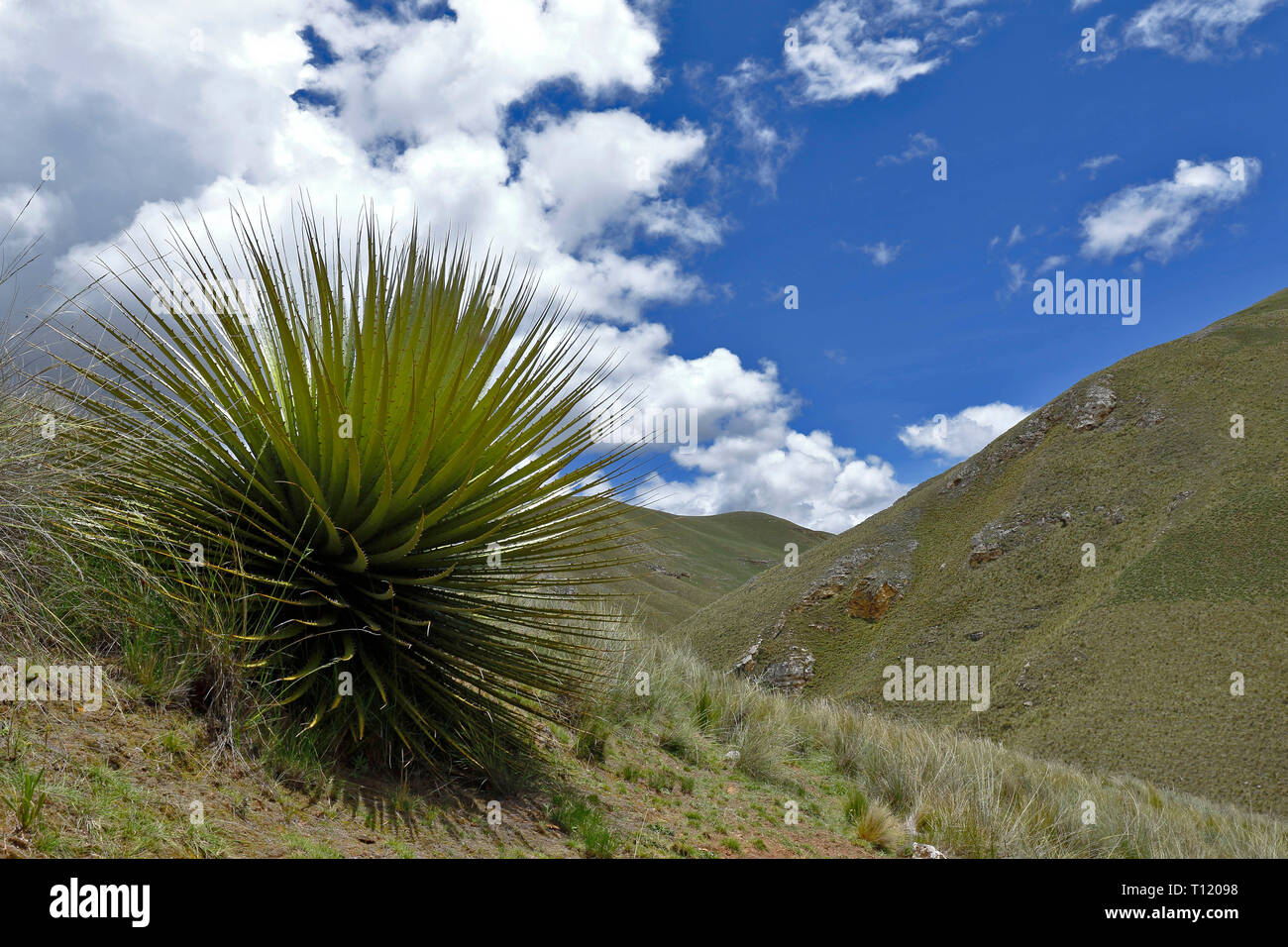 Splendido esemplare di Titanca (Puya raimondii) una specie di flora endemica della regione andina del Perù e Bolivia; In questo caso, un dettaglio del piano Foto Stock