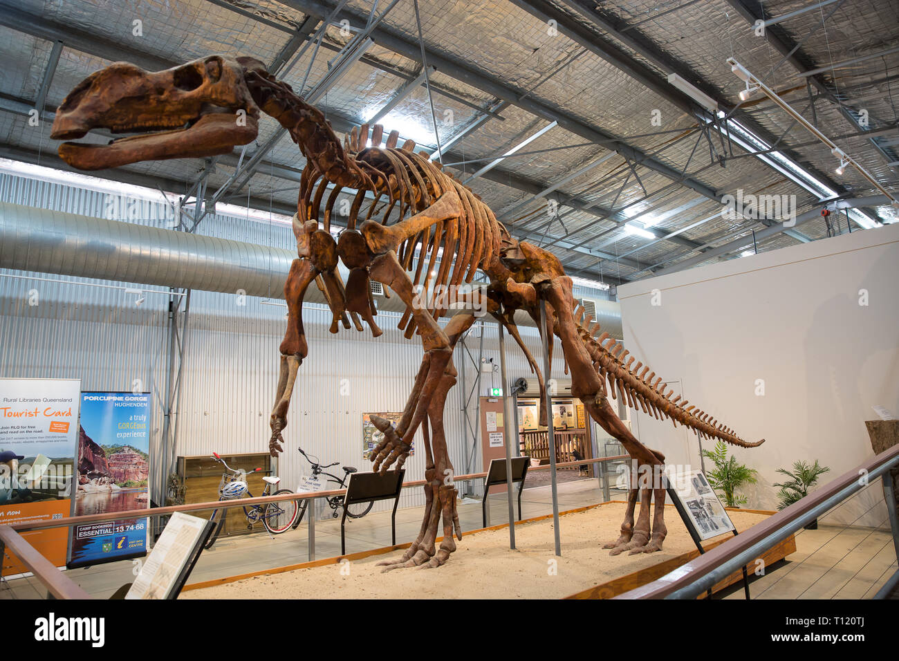 Muttaburrasaurus è un dinosauro ornithopod, che ha vissuto in quello che è ora western Queensland, Hughenden, 112 milioni di anni fa Foto Stock
