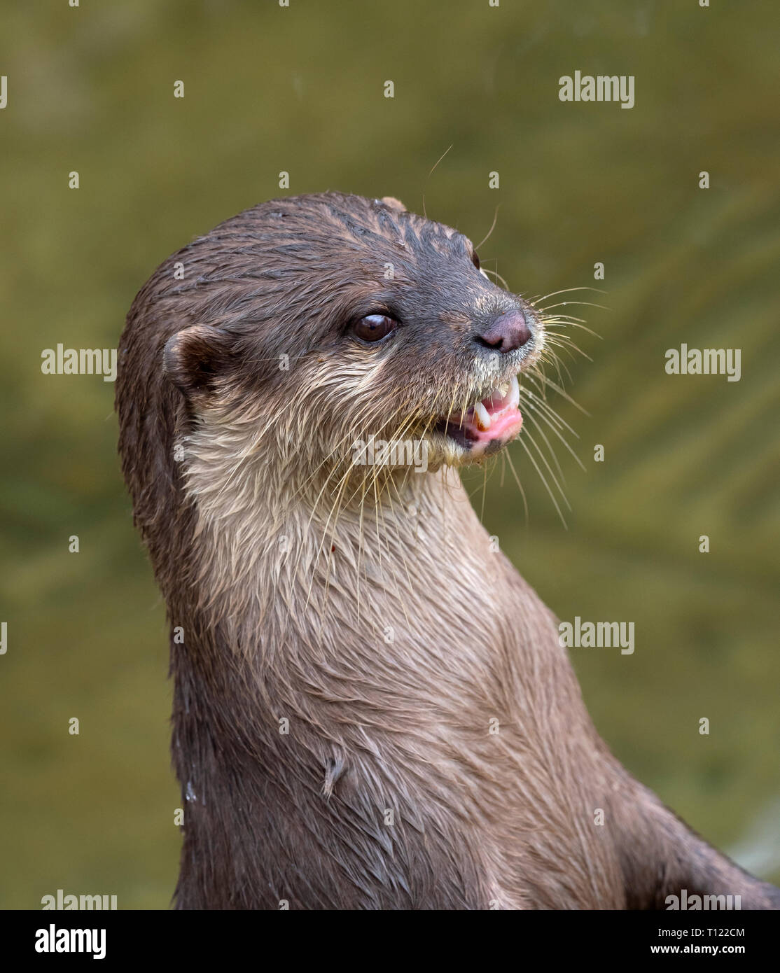 Lontra asiatica a piccoli artigliati Aonyx cinereus Foto Stock
