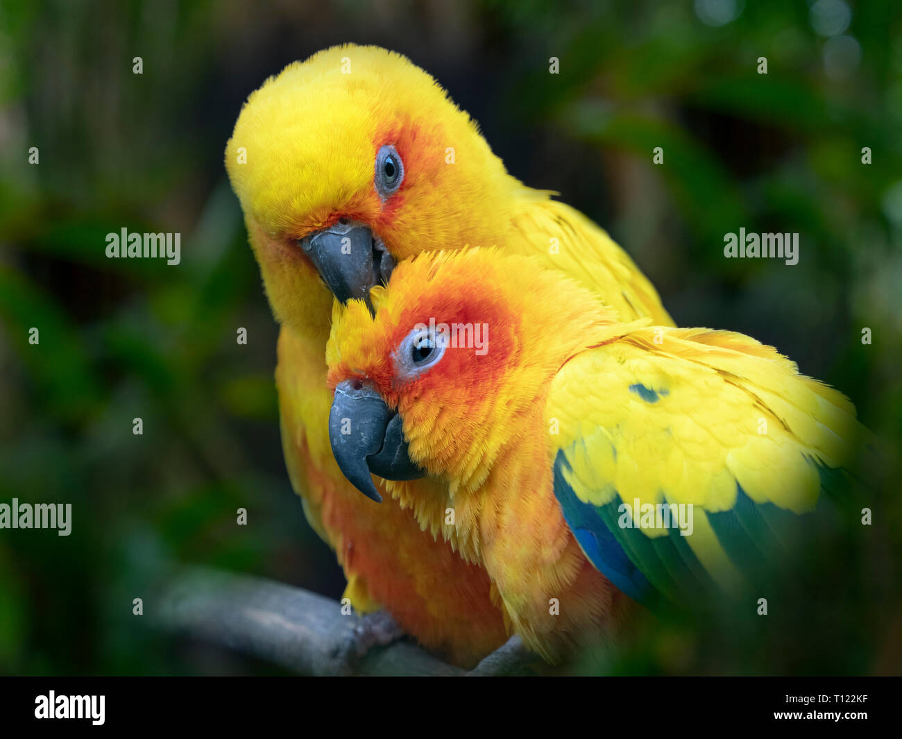 Sun conure Aratinga solstitialis o Sun parrocchetto captive ritratto Foto Stock