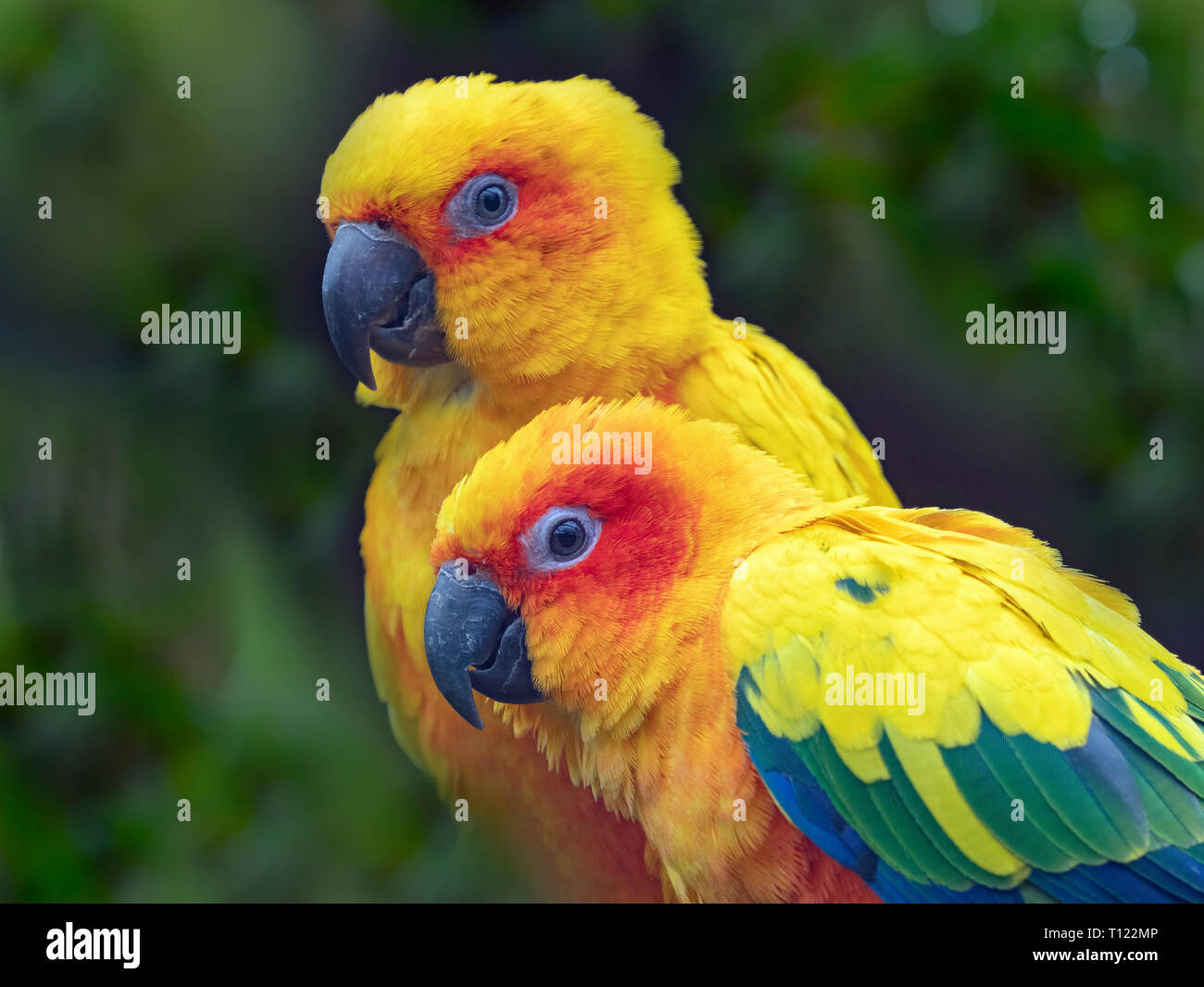 Sun conure Aratinga solstitialis o Sun parrocchetto captive ritratto Foto Stock