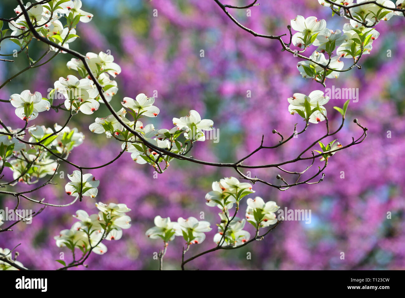 Fioritura sanguinello e redbud tree fiori dettaglio, all'inizio della primavera sfondo Foto Stock