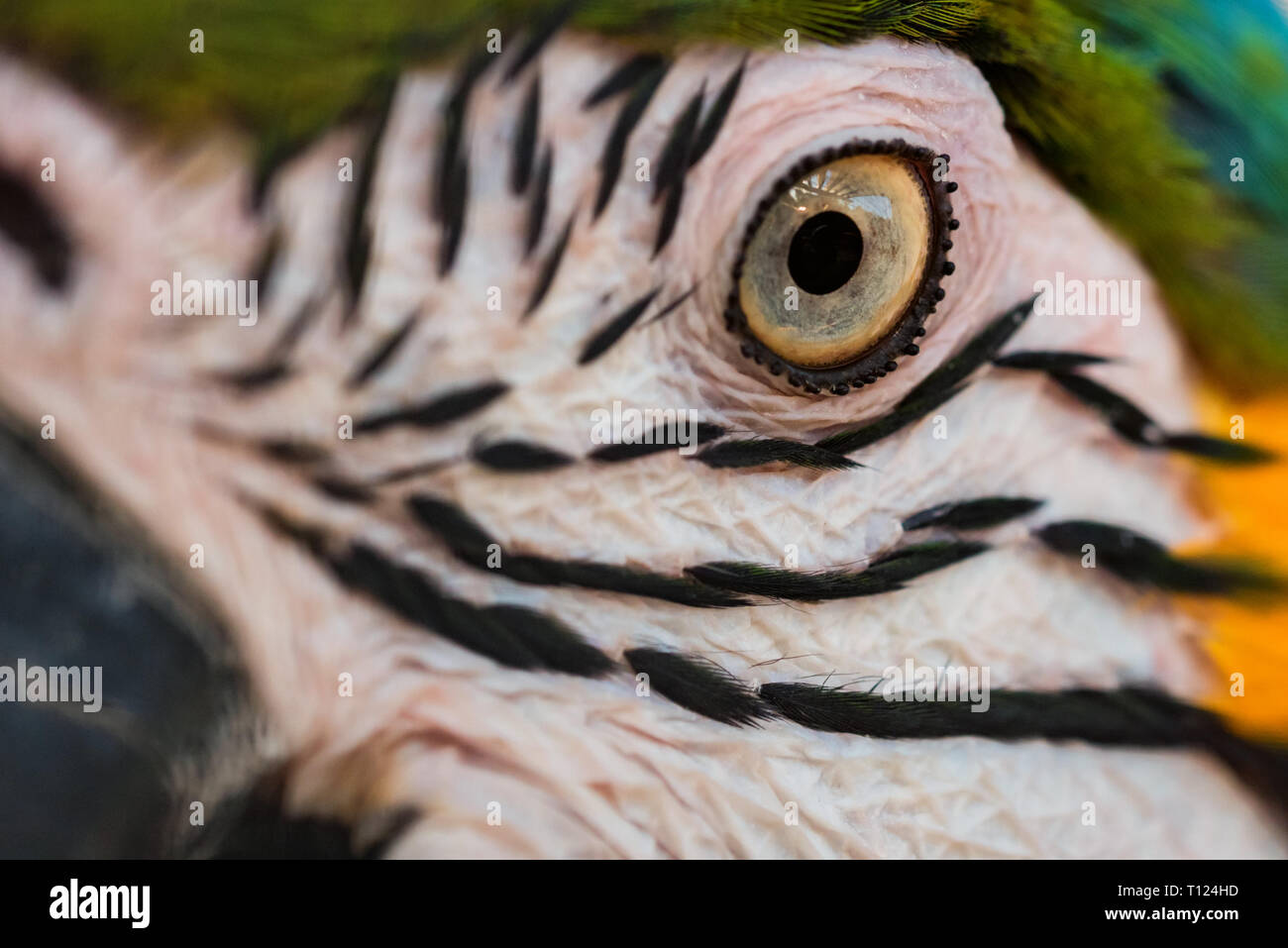 Occhio di blu e giallo macaw o ara ararauna close up Foto Stock