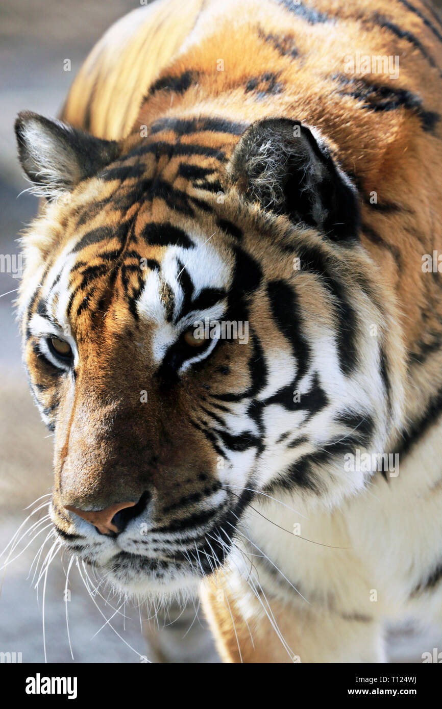 Tigre del Bengala, Panthera tigri, a Popcorn Park Zoo, fiume a forcella, New Jersey, STATI UNITI D'AMERICA Foto Stock