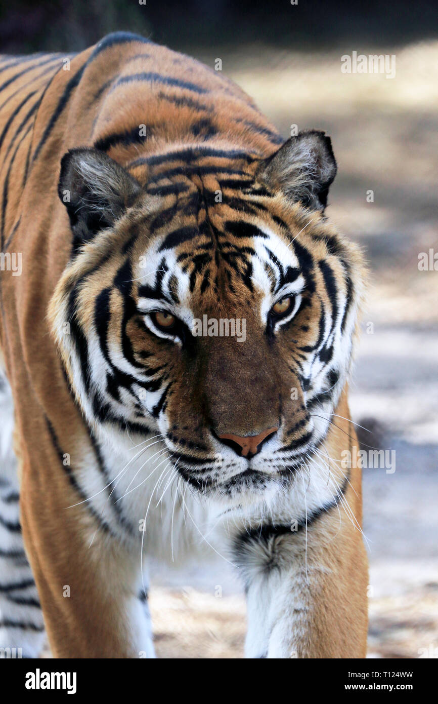 Tigre del Bengala, Panthera tigri, a Popcorn Park Zoo, fiume a forcella, New Jersey, STATI UNITI D'AMERICA Foto Stock