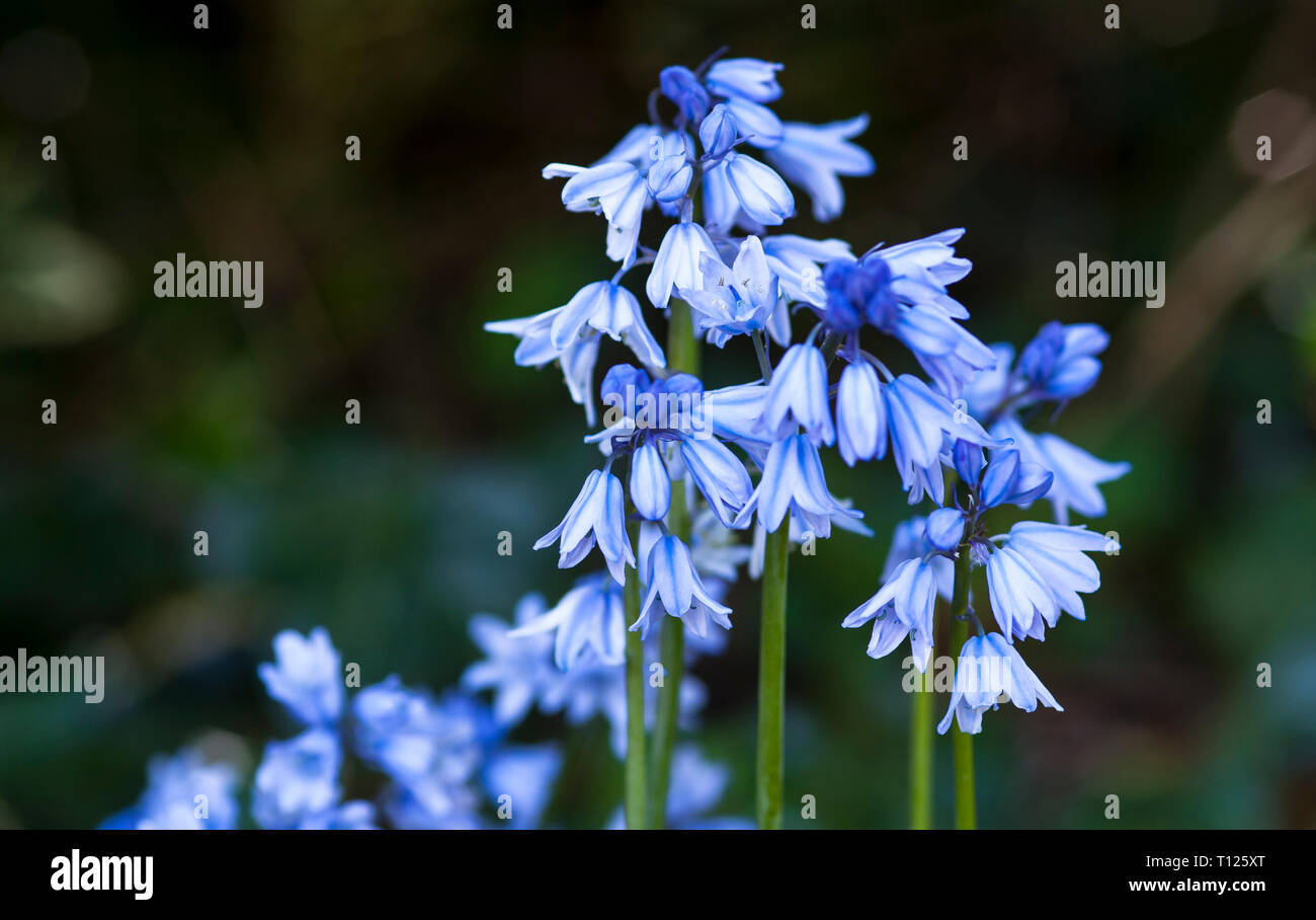 Hyacinthoides hispanica, lo spagnolo bluebell, in gruppi con sfocato sfondo verde Foto Stock