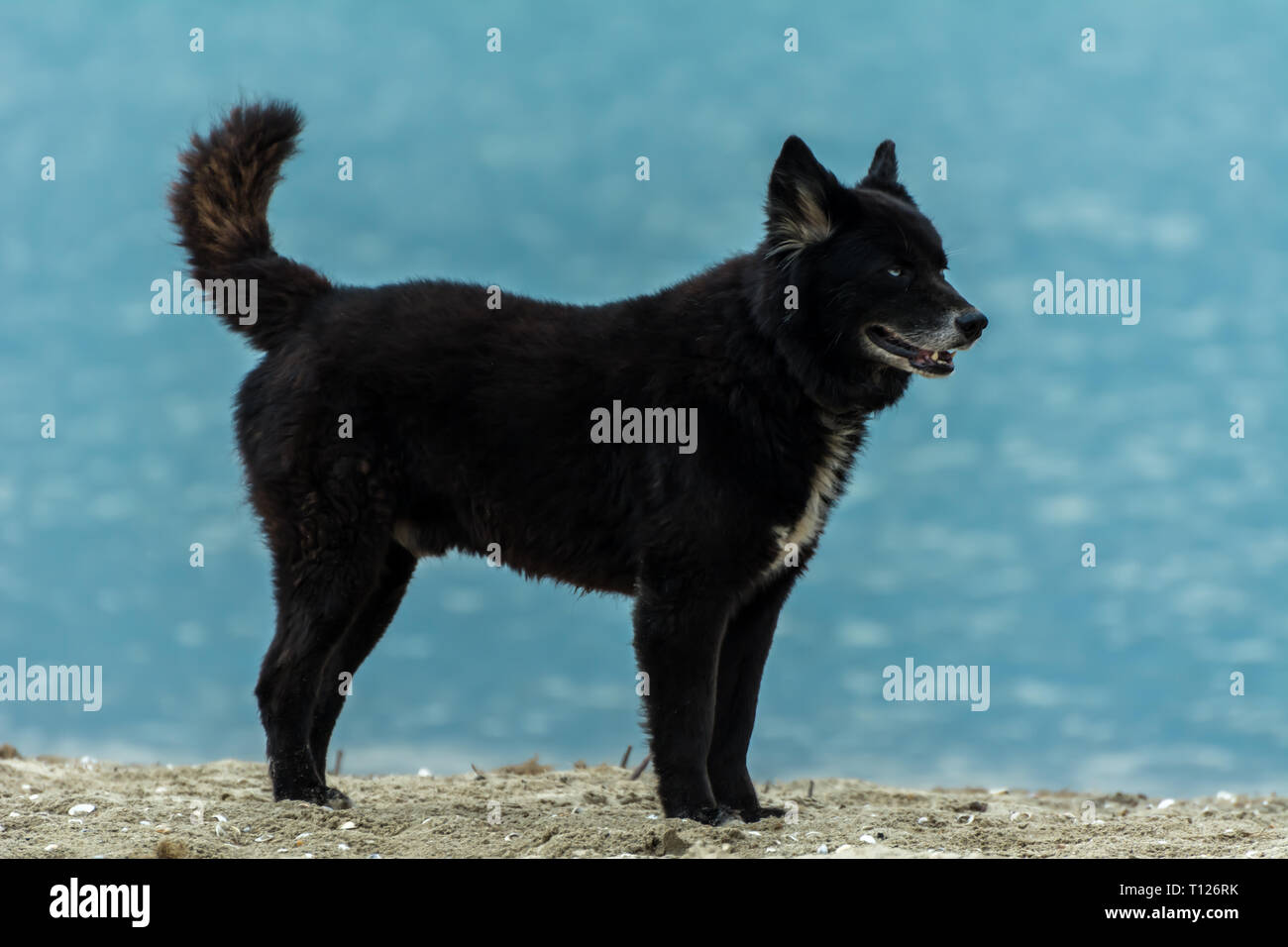 2018, novembre - Paraty, Brasile. Cane nero simile a quella di un lupo o un orso, in piedi sulla spiaggia. Foto Stock