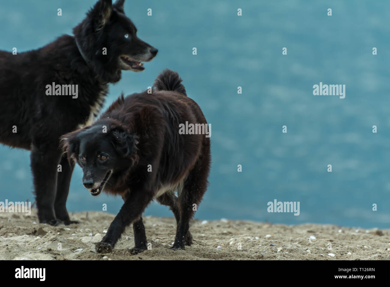2018, novembre - Paraty, Brasile. Cane nero simile a quella di un lupo o un orso, in piedi sulla spiaggia. Foto Stock
