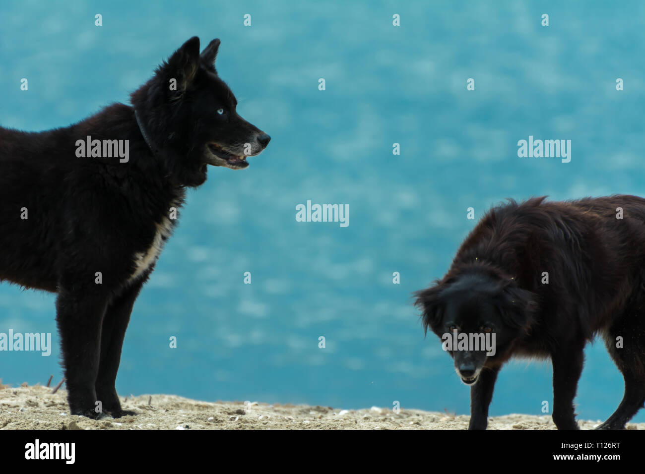 2018, novembre - Paraty, Brasile. Cane nero simile a quella di un lupo o un orso, in piedi sulla spiaggia. Foto Stock