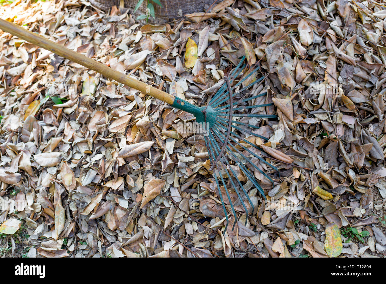 Sweep foglia secca per pulire il giardino nella stagione autunnale. Foto Stock