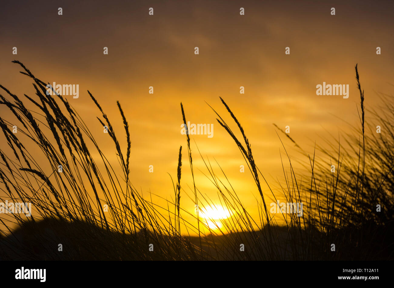 Tramonto sull'erba sulle dune di sabbia, Foxton, Manawatu Affitto, Isola del nord, Nuova Zelanda Foto Stock