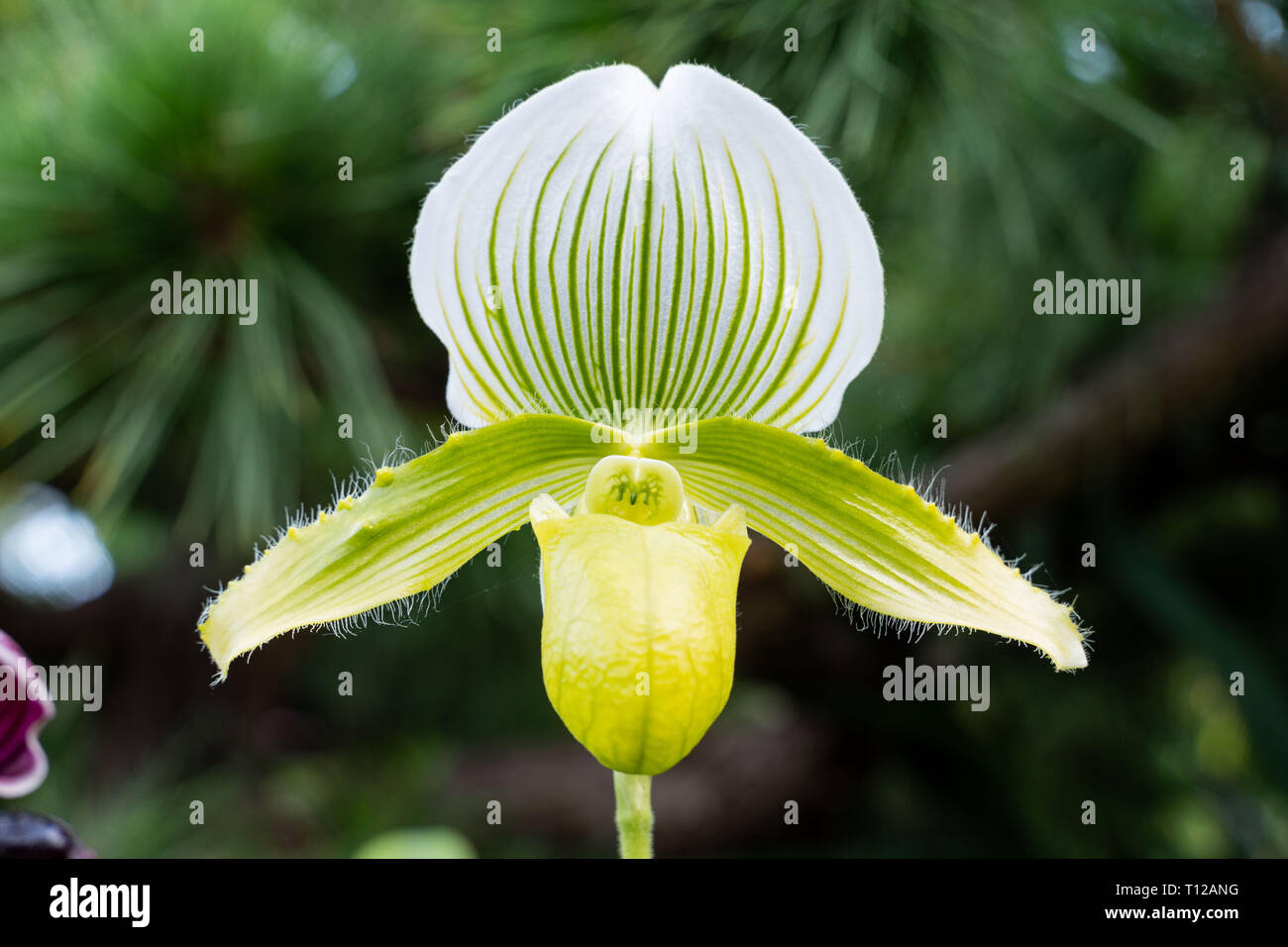 Pianella della Madonna, lady pantofola o pantofola orchid Paphiopedilum. Close-up foto di splendidi fiori in natura Foto Stock