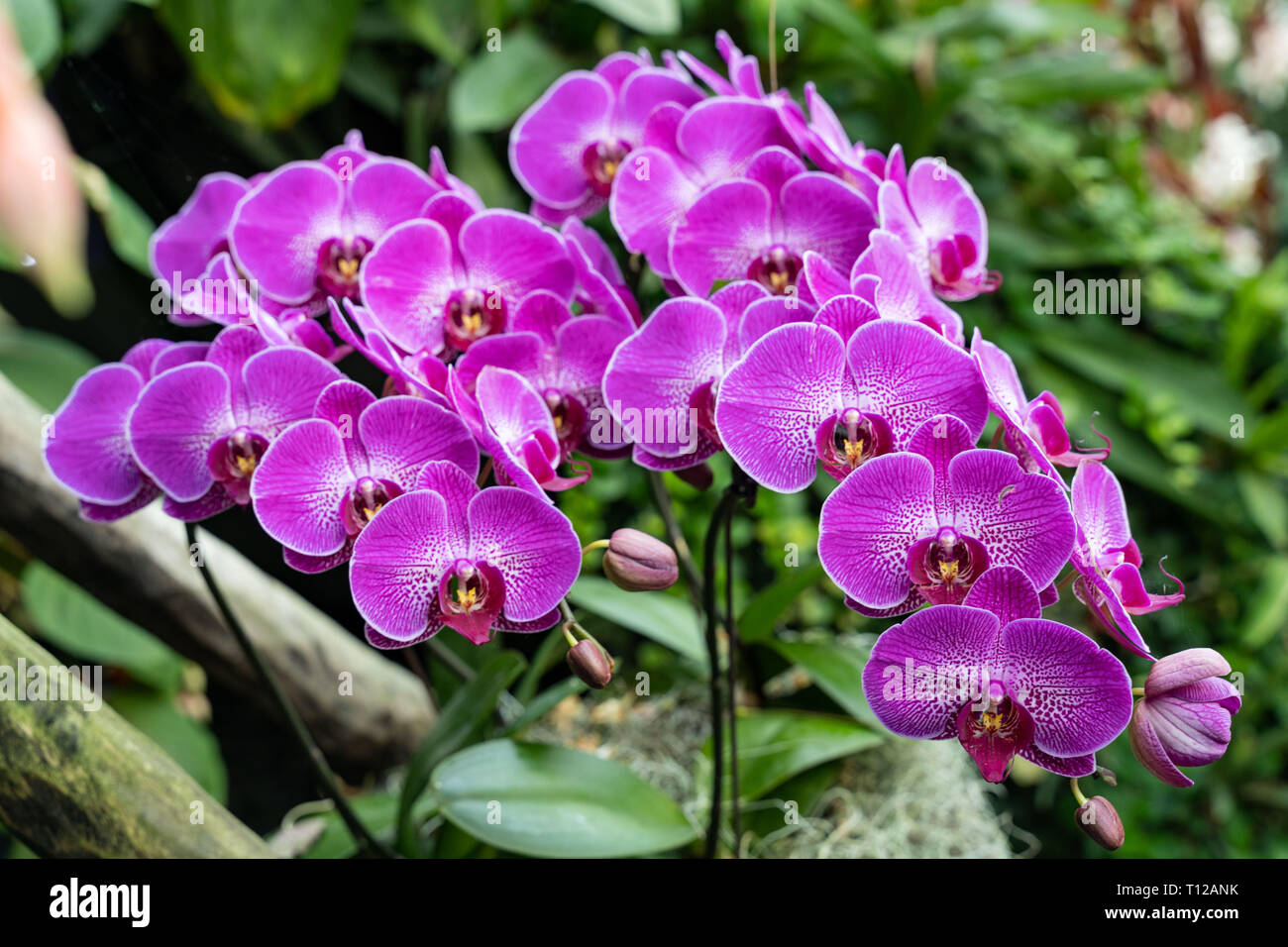 La tignola orchidee, Phalaenopsis Close-up foto di splendidi fiori in natura Foto Stock