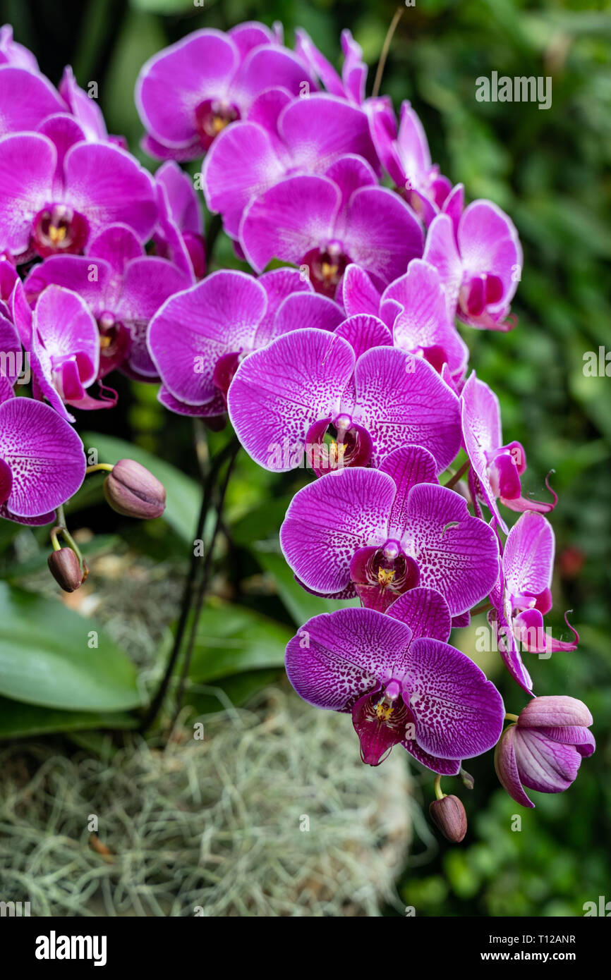 La tignola orchidee, Phalaenopsis Close-up foto di splendidi fiori in natura Foto Stock