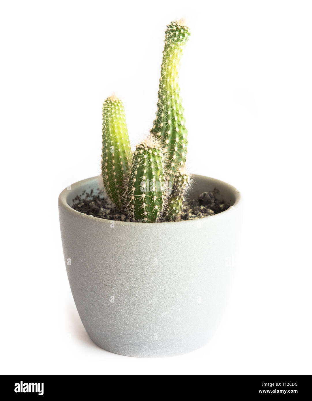 Cactus in vaso Foto Stock