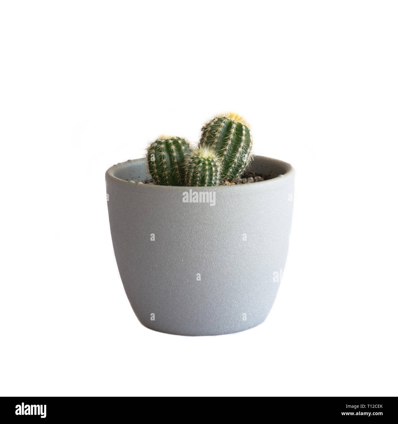 Cactus in vaso Foto Stock