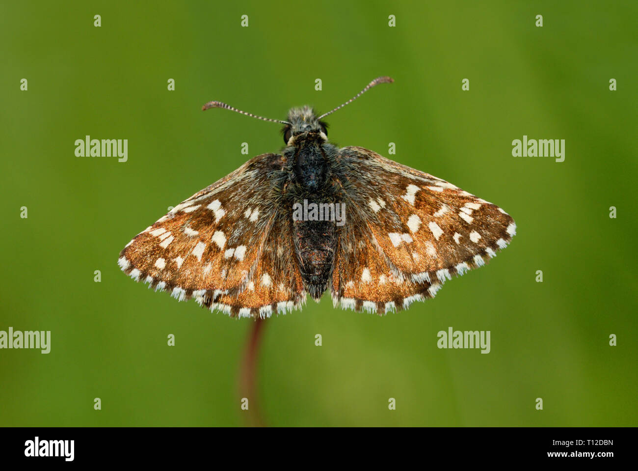 Skipper brizzolato butterfly (Pyrgus malvae) poggiante su un seme head Foto Stock