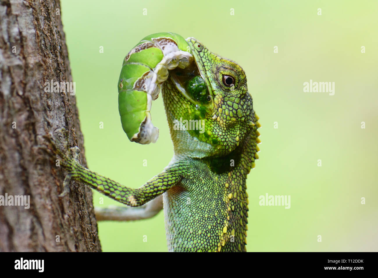 Struttura Okinawa Lizard (Diploderma polygonatum) mangia papilionid caterpillar Foto Stock