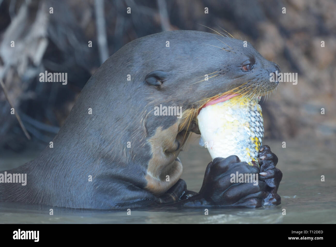 Giant Lontra di fiume (Pteronura brasiliensis) adulto mangiando un pesce Foto Stock