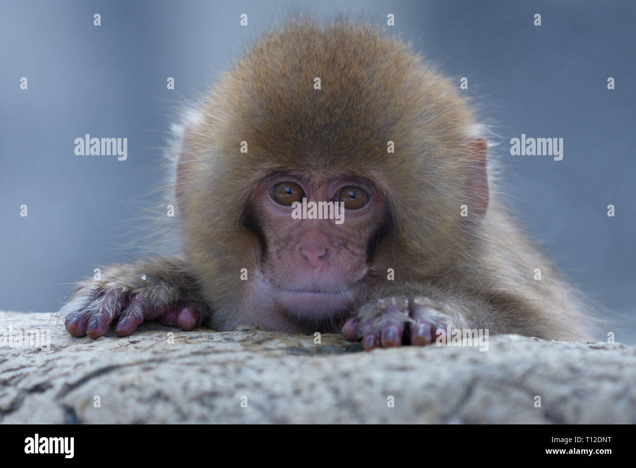 Baby Macaque giapponese (Macaca fuscata) una balneazione in primavera calda Foto Stock